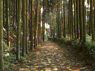 �������X��