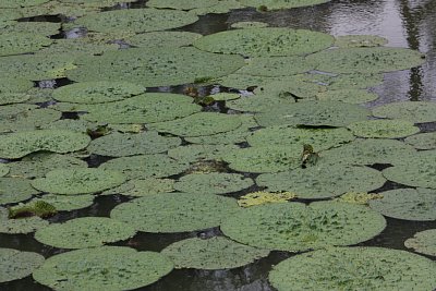 オニバスの池