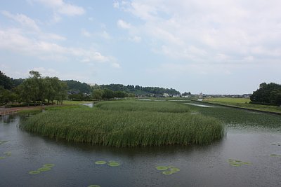 オニバス自生地