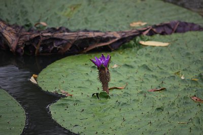 オニバスの花