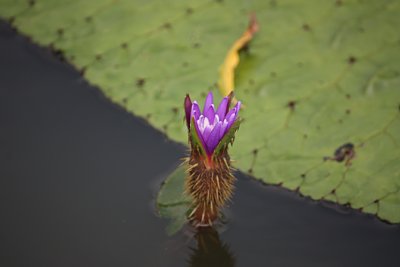 オニバスの花