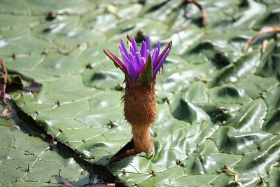 オニバスの花