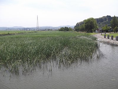 このあたりがオニバス自生地なのですが・・・