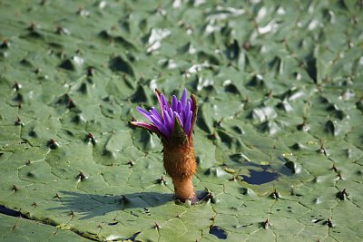 オニバスの花