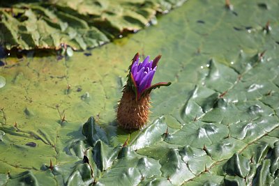 オニバスの花