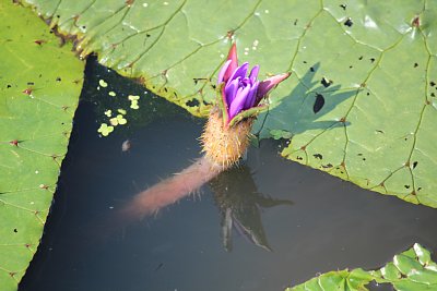 オニバスの花