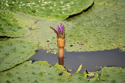 オニバスの花