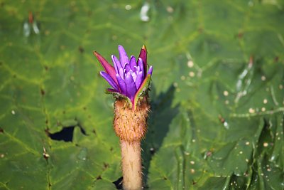 オニバスの花