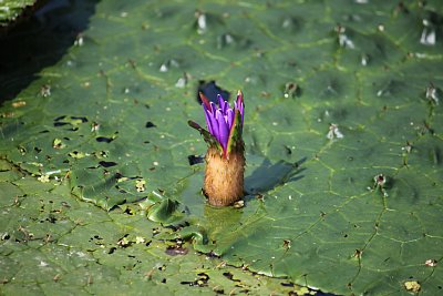 オニバスの花