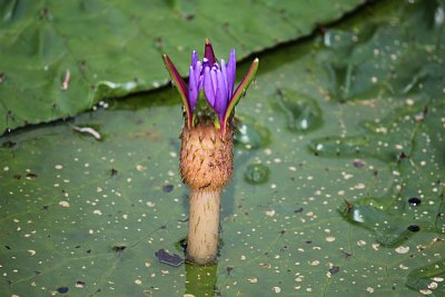 オニバスの花