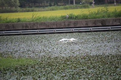 チュウサギ