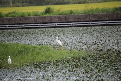 チュウサギ