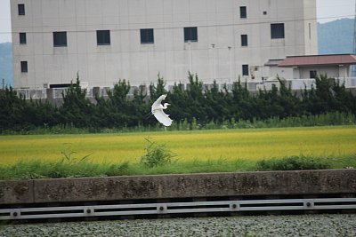 チュウサギ