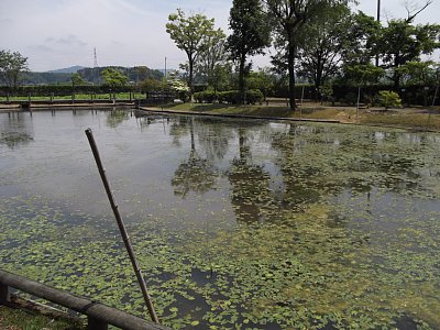 オニバス池ですが、まだ時期が早いのです