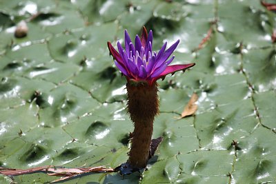 オニバスの花