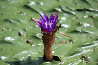 オニバスの花