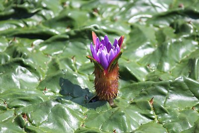 オニバスの花