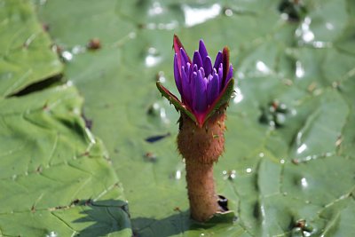 オニバスの花