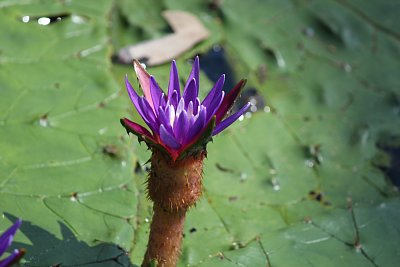 オニバスの花