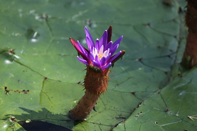 オニバスの花