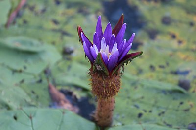 オニバスの花