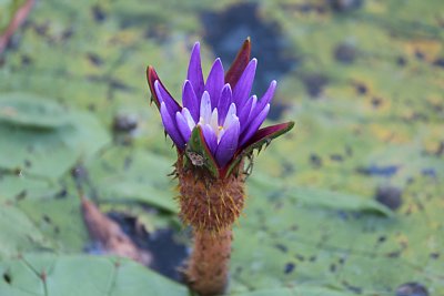 オニバスの花