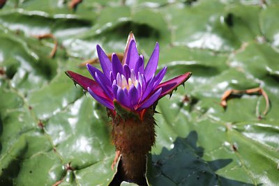 オニバスの花