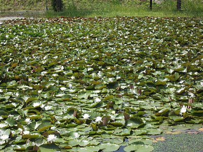 水生植物園