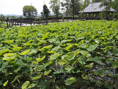 立体模型や説明板が設置されています