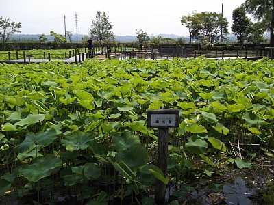 ハス池