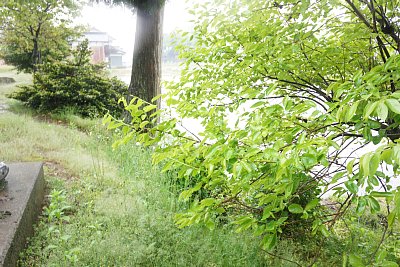 八幡宮の土塁の高さはなかなかです