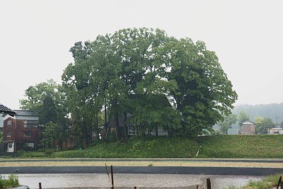 城郭の外周の土塁の高さはかなりのものです