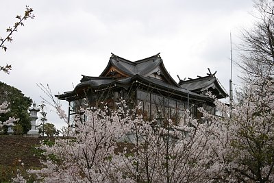 桜に包まれた榊葉乎布神社