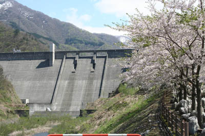 下流から堤体を見る