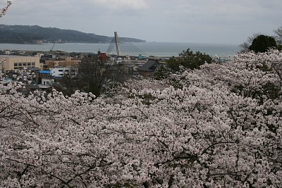 公園北側の広場は桜が満開でした