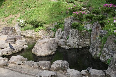 館跡庭園の水にはオタマジャクシが