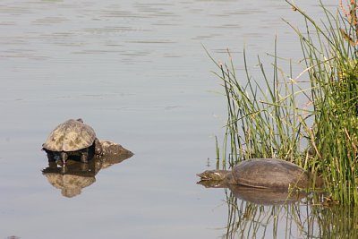 富岩運河環水公園の野鳥観察舎にて