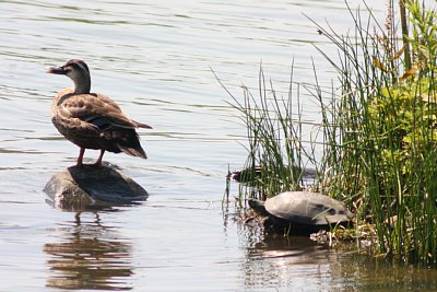 富岩運河環水公園の野鳥観察舎にて