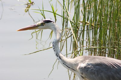 富岩運河環水公園の野鳥観察舎にて