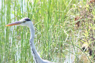 富岩運河環水公園の野鳥観察舎にて