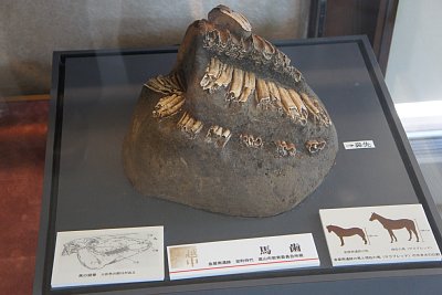 馬歯出土品