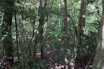 土塁は高く急で外側からここに登るのは難しい