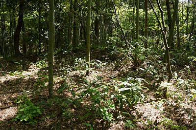 二の郭と三の郭の間にも土塁があります