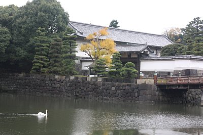 清水濠にハクチョウが