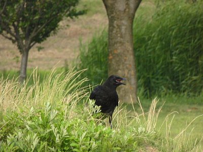 安田城 カラス