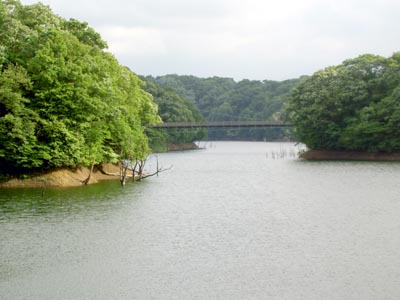 古洞池とどんぐり橋