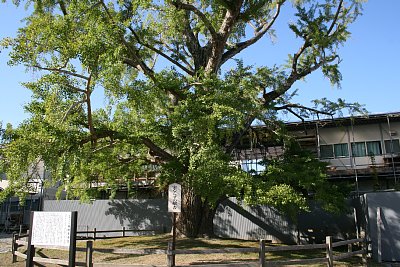 七不思議の一つ「実ならずの銀杏」