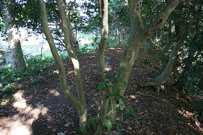 土塁の遺構はかなり大規模なものです