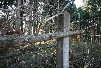 なんと主郭にある石碑に倒木が!