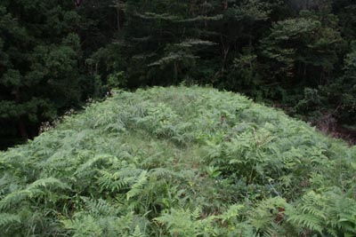 天端は草が生い茂っていました